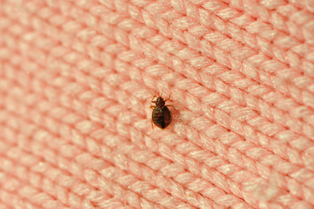 Bed-Bug-Treatment - Brawley Best Pest Pros | Brawley, CA | 442-444-7470