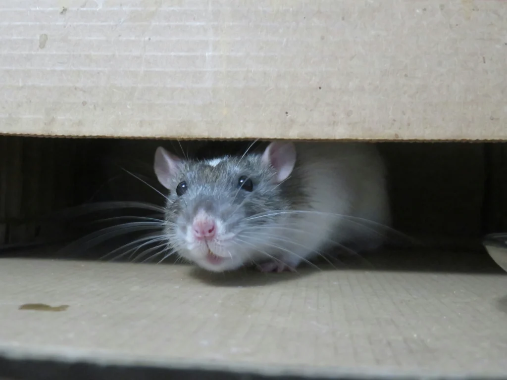 Common-Signs-of-a-Rodent-Problem - Brawley Best Pest Pros | Brawley, CA | 442-444-7470