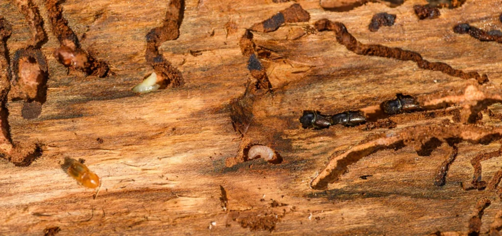 Is Your Home at Risk for Termite Damage - Brawley Best Pest Pros | Brawley, CA | 442-444-7470