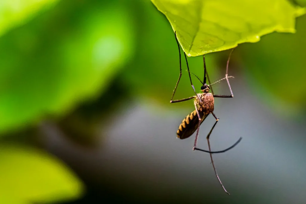 Mosquito-Control-for-Every-Outdoor-Space - Brawley Best Pest Pros | Brawley, CA | 442-444-7470