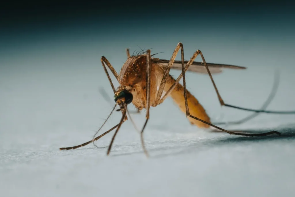 Protect Your Family from Mosquito-Borne-Diseases - Brawley Best Pest Pros | Brawley, CA | 442-444-7470