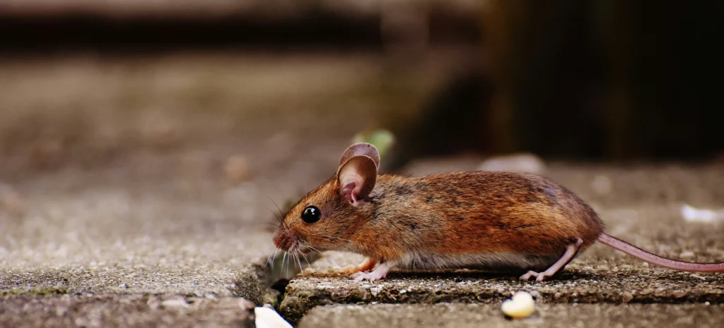 Residential-Commercial-Rodent-Solutions - Brawley Best Pest Pros | Brawley, CA | 442-444-7470