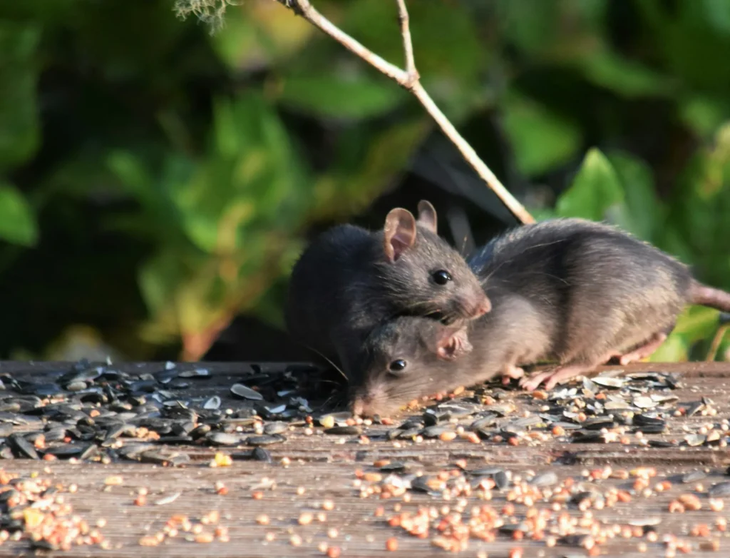 Rodent-Removal - Brawley Best Pest Pros | Brawley, CA | 442-444-7470