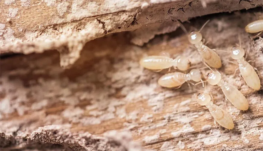 Signs You May Have a Termite Infestation - Brawley Best Pest Pros | Brawley, CA | 442-444-7470
