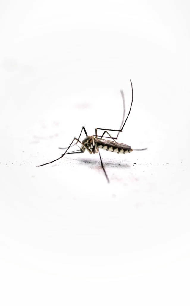 Tired of Mosquitoes Ruining Your Evenings - Brawley Best Pest Pros | Brawley, CA | 442-444-7470