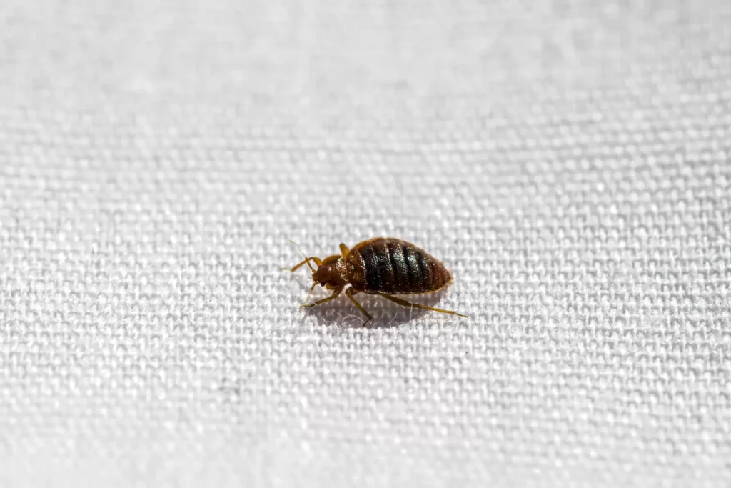 Why Bed Bug Heat Treatments Work Best - Brawley Best Pest Pros | Brawley, CA | 442-444-7470